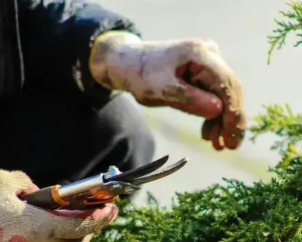 aménagement extérieur Fontenay-le-Comte-4