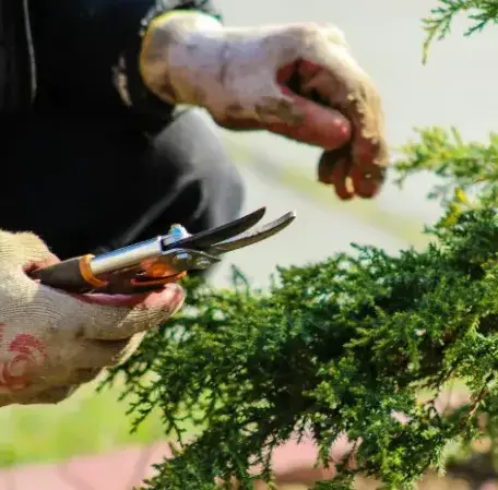 élagage Chantonnay-2