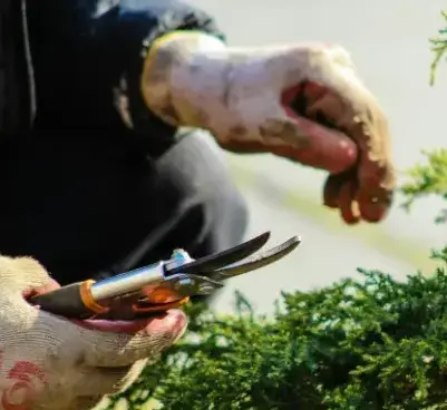 élagage Fontenay-le-Comte-5