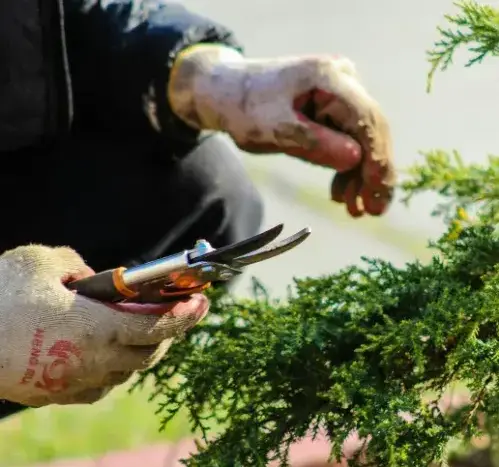 entretien espace vert Chantonnay-2