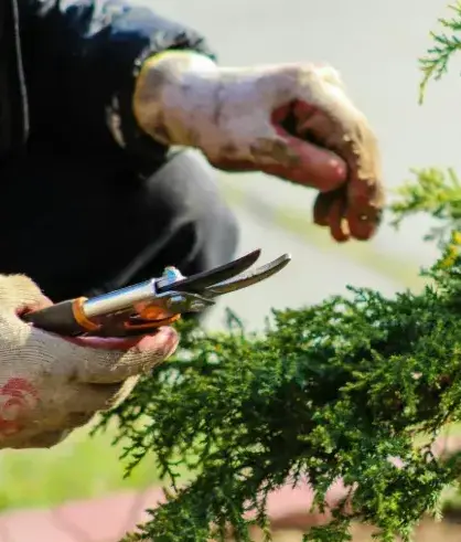 entretien espace vert Fontenay-le-Comte-3