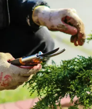 jardinier Chantonnay-3