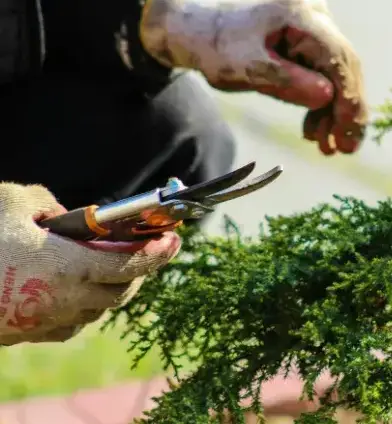 paysagiste Fontenay-le-Comte-4