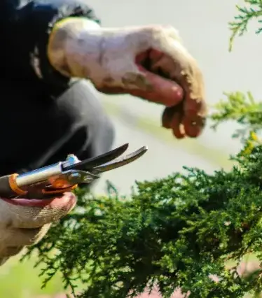 paysagiste jardin japonais Chantonnay-5