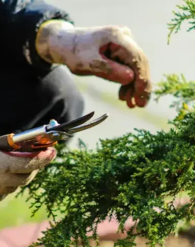 paysagiste jardin japonais Fontenay-le-Comte-4