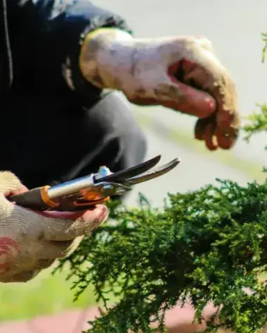 paysagiste jardin japonais Luçon-4